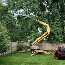 Best Tree Removal  in Prieton, NC