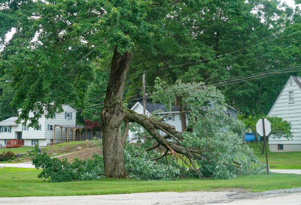 Best Commercial Tree Services  in Prieton, NC