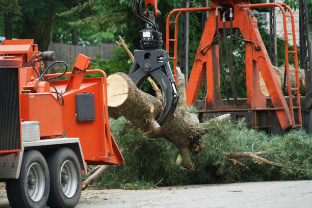 Why Choose Our Tree Removal Services in Princeton, NC?