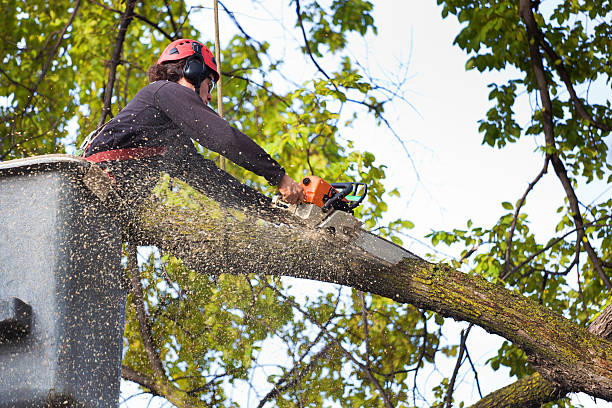 Best Tree Trimming and Pruning  in Prieton, NC